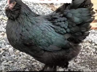 冰鲜雪毛鸡纯天然散养鸡生态养殖