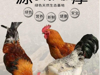 冰鲜雪毛鸡纯天然散养鸡生态养殖图5