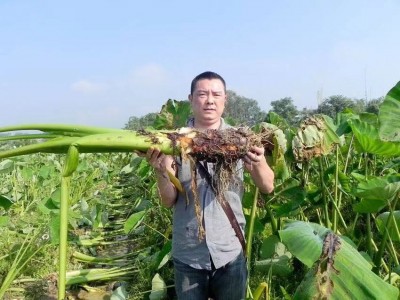 昌盛炮弹香芋正宗乐昌芋头粤北特产槟榔芋头健康轻食芋头仔4~7斤/个图2