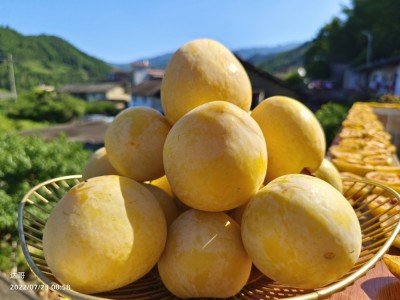 九峰山黄金奈李