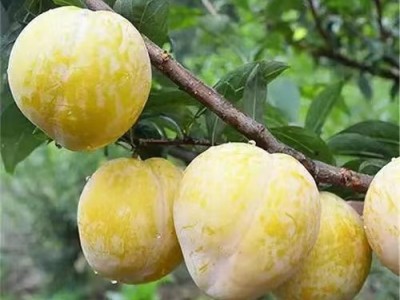阿坚黄金奈李