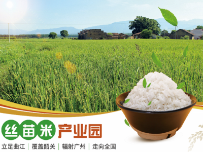 丝苗米（马坝油粘）产业链招商引资项目图2