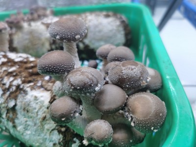 农业产业链招商项目库-香菇多糖图2