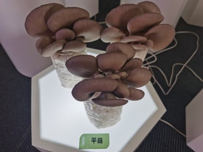 农业产业链招商项目库-麦角硫因图2
