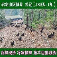 正宗五黑鸡