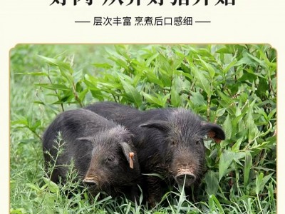 藏香猪生态肉图2