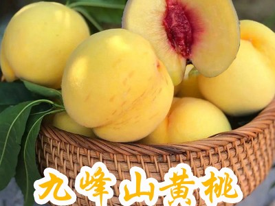 【新】2024年九峰高山露天种植锦绣红心大黄桃*5斤装礼盒带手提袋*图3