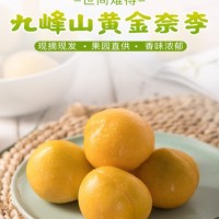 黄金柰李*5斤特大*【2024年】九峰高山露天种植甜蜜一夏