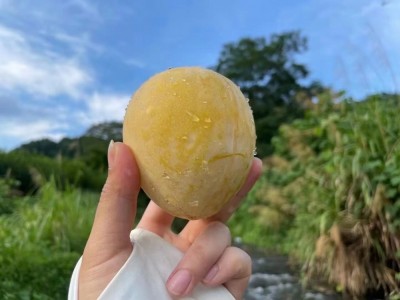 黄金柰李*10斤特大果手提礼箱*【2024年】九峰高山露天种植甜蜜一夏图7