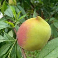 鹰嘴桃*九峰高山露天种植脆甜5斤一箱