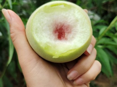鹰嘴桃*九峰高山露天种植脆甜5斤一箱图4