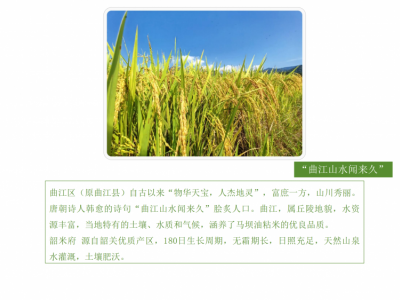 乡村振兴爱心米·马坝油粘米（包运费）图6