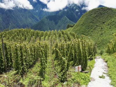 齐海蒙有机山药图5