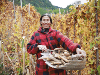 齐海蒙有机山药图6