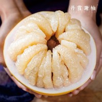 仁化丹霞谢柚 长坝沙田柚 一级果