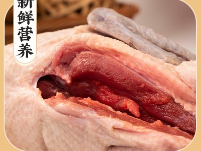 连城白鸭(连城白鹜鸭)图3