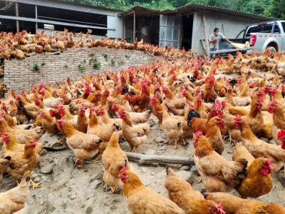 林下肉鸡图2