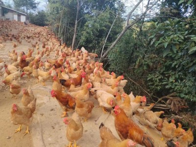 林下肉鸡图3