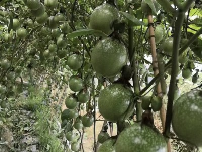 百香果鲜果图2