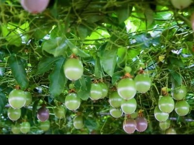 百香果鲜果图4